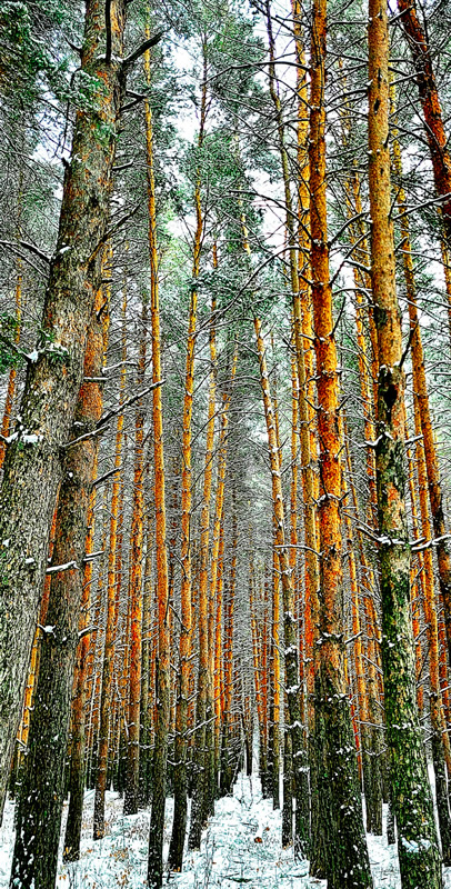 Looking Up by MaryAnne Rocan
